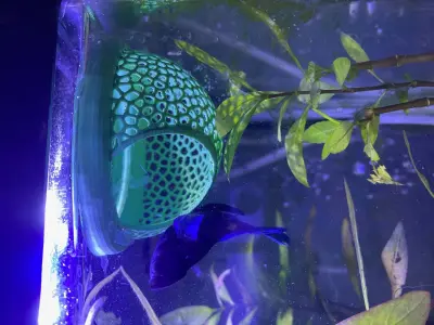 Floating Aquarium Hide 3D Printable Model 3D print model