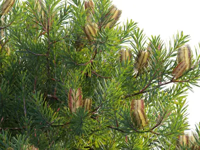 Banksia spinulosa - Hairpin Banksia 02 3D model