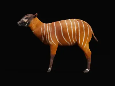 Bongo Antelope Calf Low-poly 3D model