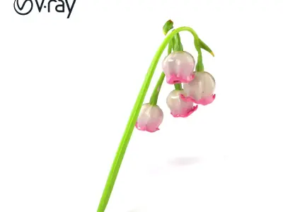 Bicolor Lily of the Valley model pack Low-poly 3D model