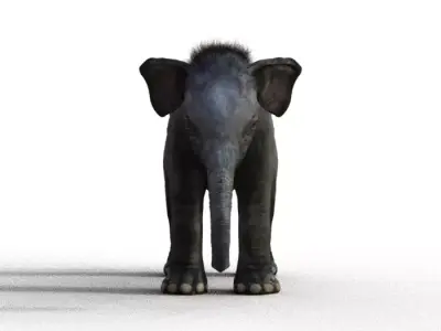 Baby Elephant Low-poly 3D model