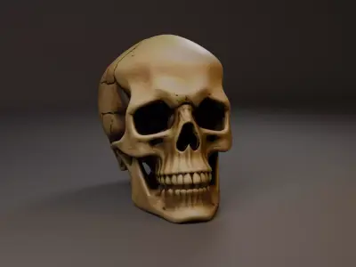 Skull human Free 3D model