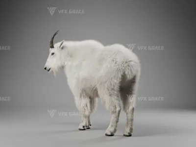 Mountain Goat Animation - Blender 3D model