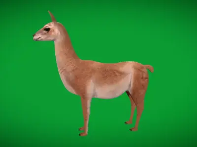Guanaco Llama  Low-poly 3D model