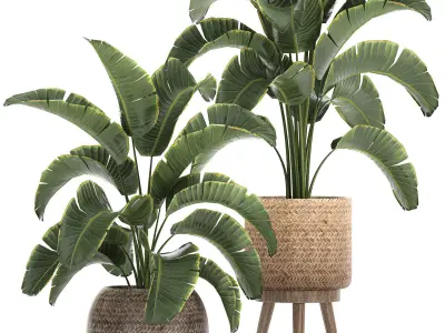 Banana palm in a rattan basket 777 3D model