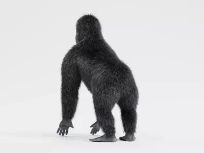 -Western Lowland Gorilla- 3D model