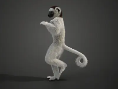 White Sifaka Animation - VFX Grace 3D model