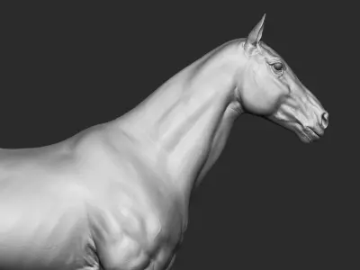 Stallion - Sculpt 3D model