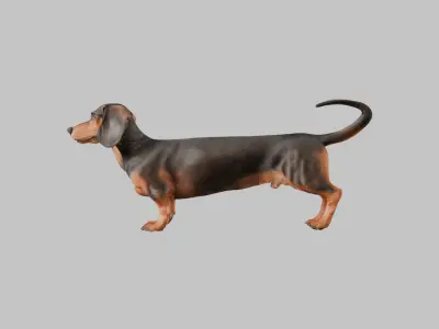 A realistic Dachshund Dog Low-poly 3D model