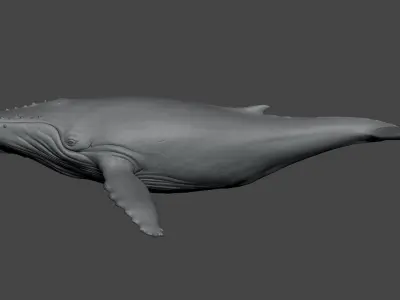 Humpback Whale 3D Model  Arnold Rendered Film-Quality Asset 3D model