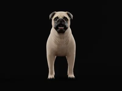 Pug Dog Breed Low-poly 3D model