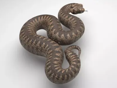 Snake 3D model