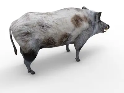 White Boar Rigged 3D Models Low-poly 3D model