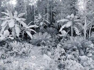  Rainforest Collection 