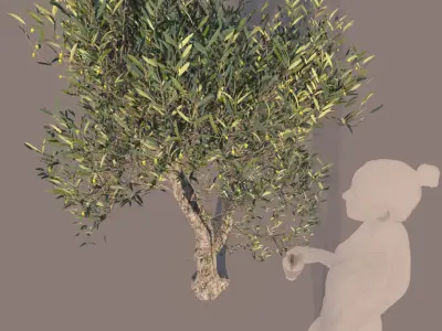 Olea europaea olive tree decorative A 3D model