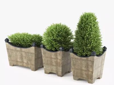 BOXWOOD TOPIARY 3D model