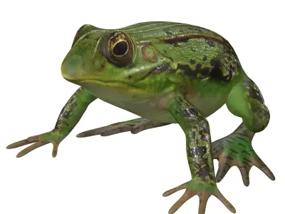 Frog Low-poly 3D model