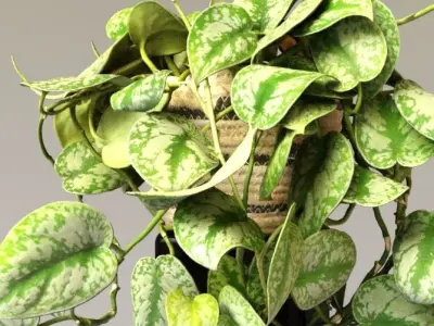 silver splash pothos nature 3D model