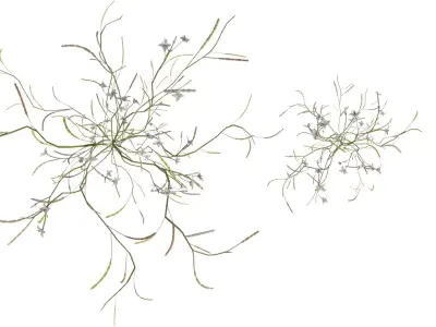 Delicate Flowering Groundcover Pack Low-poly 3D model