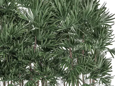 Decorative plants in a black flowerpot 515 3D model