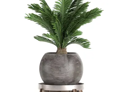 Decorative Cycas palm in a black flowerpot 650 3D model