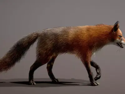 Red Fox 3D model