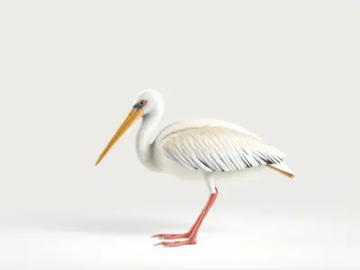 Realistic Pelican Bird 3D Model Low-poly 3D model