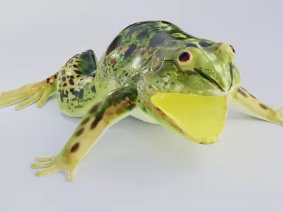 Jungle frog 3D model