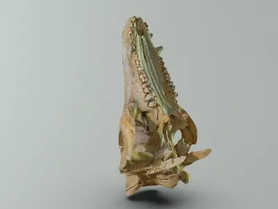 Wild Boar skull Low-poly 3D model