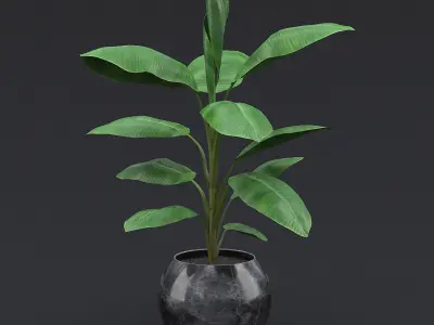 Cavendish Banana Plant II 3D model