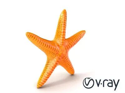 Starfish Texture Detailed Natural model pack Low-poly 3D model