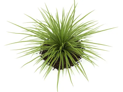 Yucca Plant Yucca baileyi 3D model