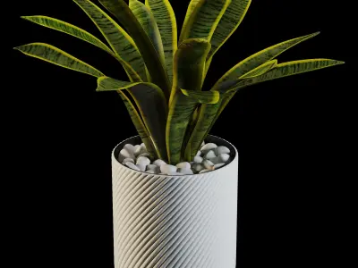 sansevieria potted plant 3D model