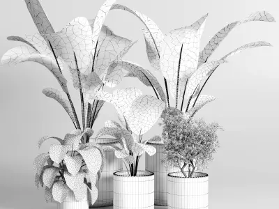 Collection indoor plant ficus rubbery ficus lyrata concrete vase 3D model