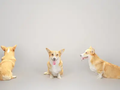Corgi dog sitting 02 Low-poly 3D model