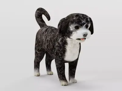 Havanese Dog Breed  Marvin 3D model