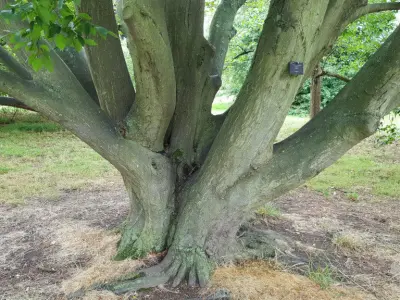 Fastigiata Hornbeam - Real Tree 3D Scan - Kew Gardens Collection 3D print model
