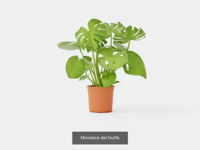 Collection of Houseplants - 5 Models