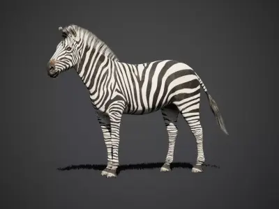 Zebra animated 3D model