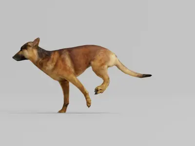 Belgian Tervuren Low Poly Dog Low-poly 3D model