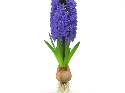 Hyacinthus orientalis 3D model