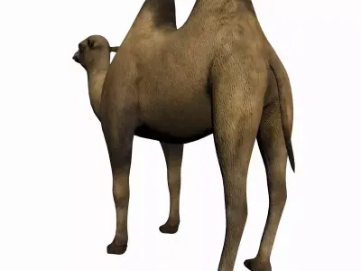Camel 3D model