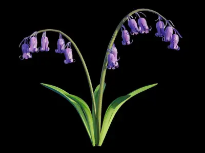 Blue Bell flower 3D model