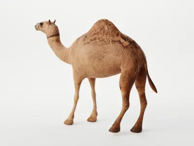 CAMEL RIGGED 3D model
