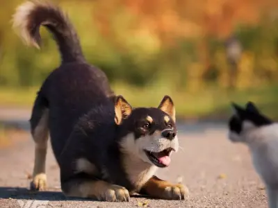 Four-Eyed Dog Animated VFX Grace 3D model