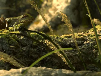 Frogs frog Low-poly 3D model