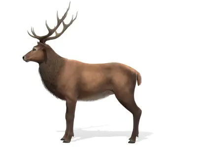 Red Deer stag Low-poly 3D model