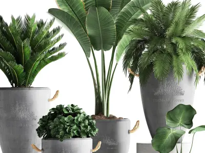 Collection Exotic plants 381 3D model