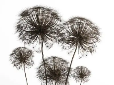 Dry berenklauw Low-poly 3D model