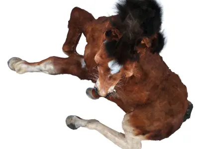Resting foal 3D model